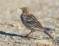 Red-throated Pipit