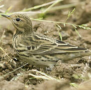 Pipit à gorge rousse