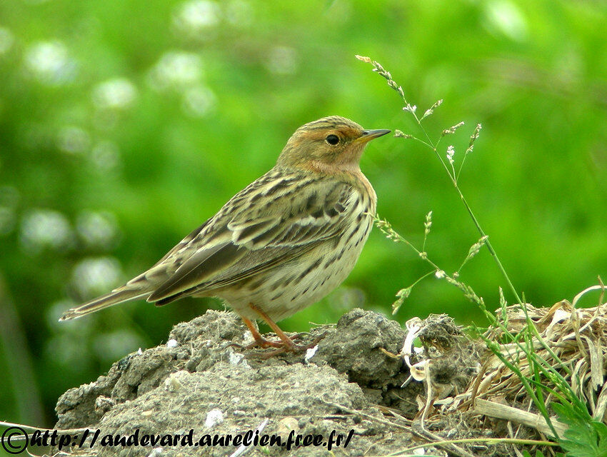 Pipit à gorge rousse