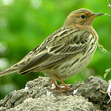 Pipit à gorge rousse