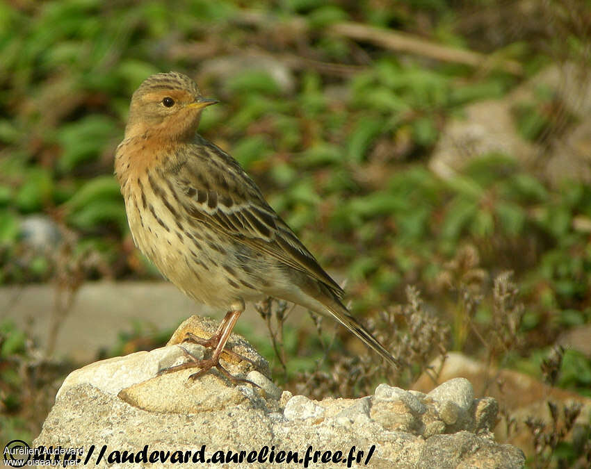 Red-throated Pipit male adult breeding, identification