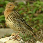 Pipit à gorge rousse