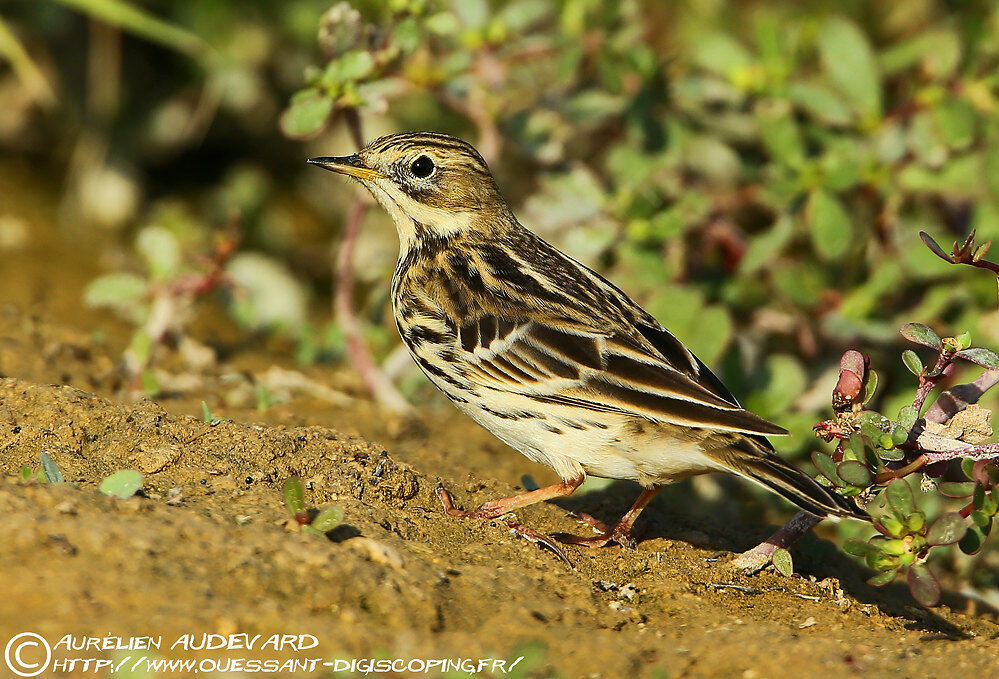 Red-throated Pipit