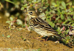 Pipit à gorge rousse