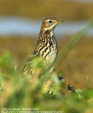 Pipit à gorge rousse