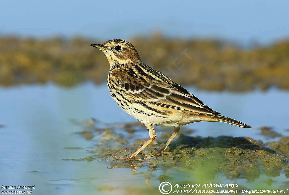 Pipit à gorge rousseadulte internuptial, identification