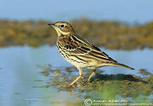 Pipit à gorge rousse