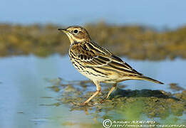 Red-throated Pipit