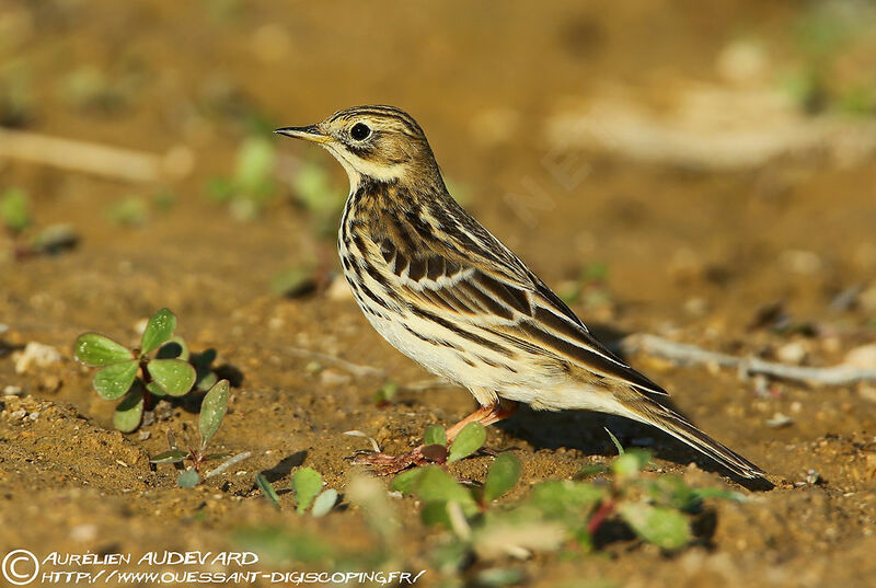 Red-throated Pipit, identification