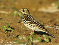 Pipit à gorge rousse