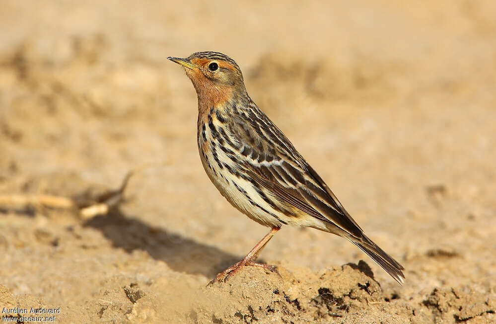 Red-throated Pipit male adult breeding, identification