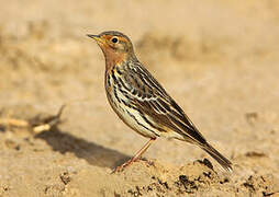 Pipit à gorge rousse