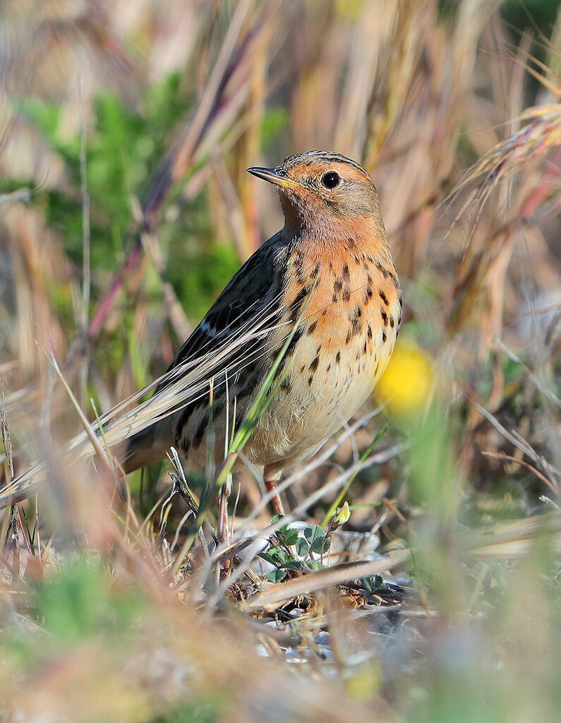 Pipit à gorge rousseadulte nuptial, identification