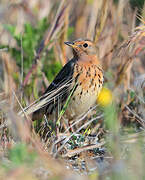 Pipit à gorge rousse