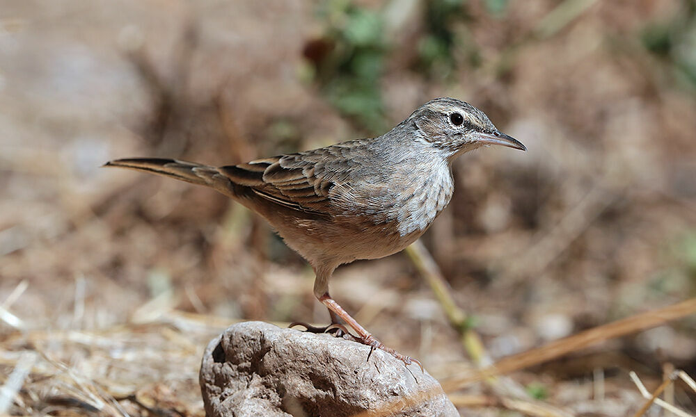 Long-billed Pipit