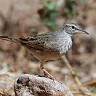 Pipit à long bec