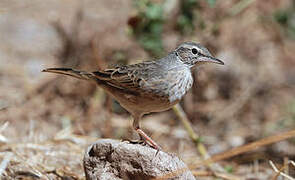 Long-billed Pipit