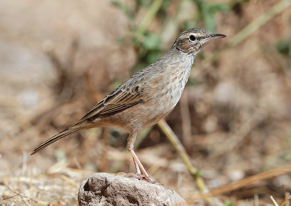 Pipit à long bec