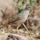 Pipit à long bec