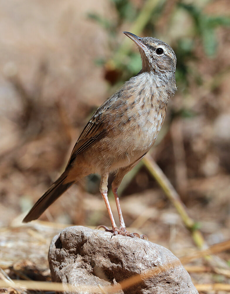 Long-billed Pipit, identification