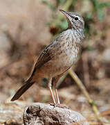 Long-billed Pipit