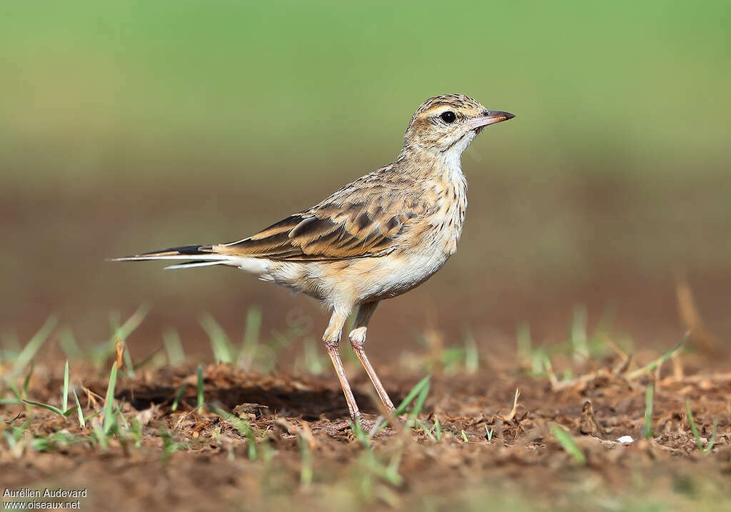 Pipit d'Australieadulte, identification