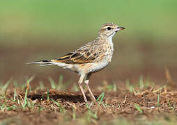 Pipit d'Australie