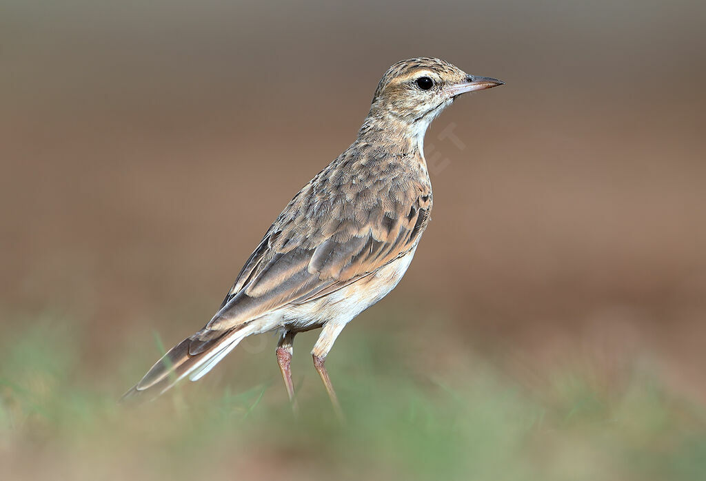 Pipit d'Australie, identification