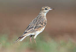 Australian Pipit