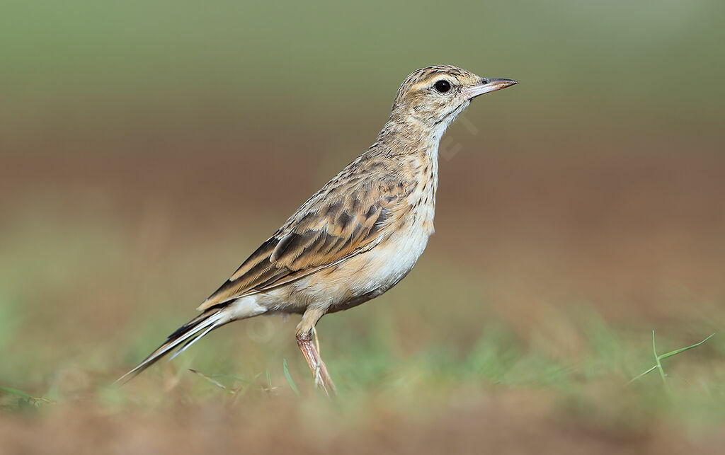 Pipit d'Australie, identification