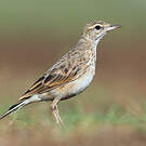 Pipit d'Australie
