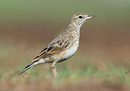 Australian Pipit