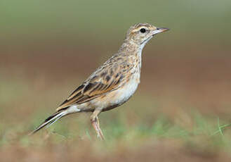 Pipit d'Australie