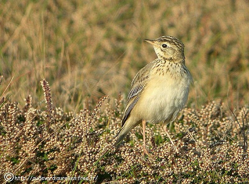 Blyth's Pipit