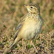 Blyth's Pipit