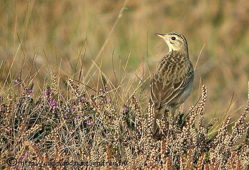 Blyth's Pipit