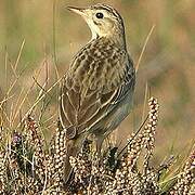 Blyth's Pipit