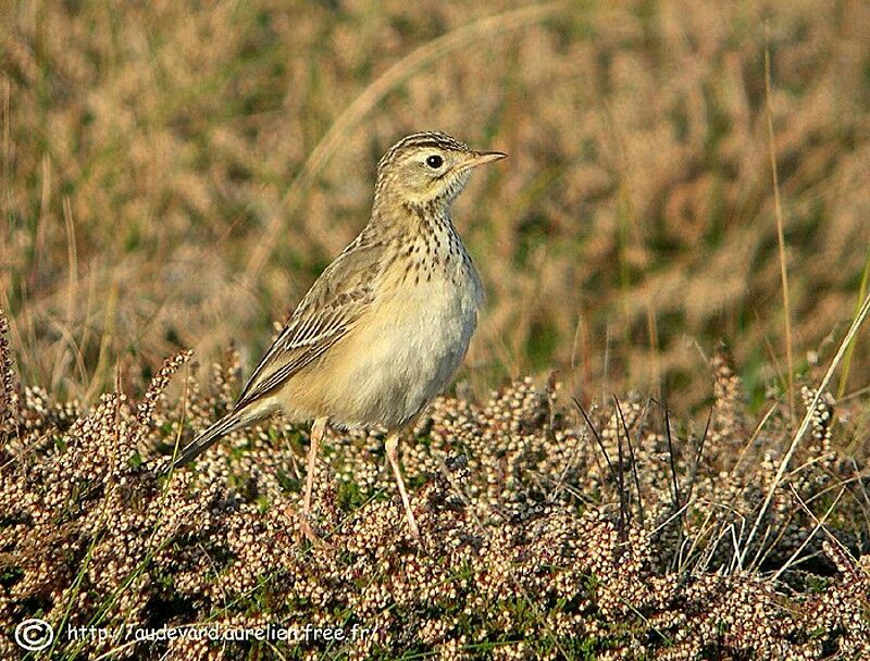 Blyth's Pipit