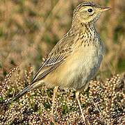 Pipit de Godlewski