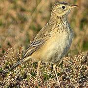 Blyth's Pipit