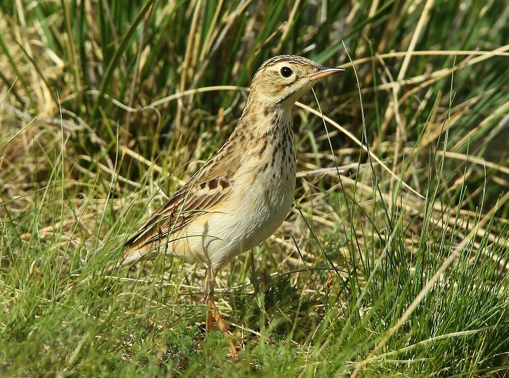 Blyth's Pipit male adult breeding, identification