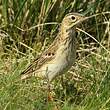 Pipit de Godlewski