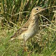 Blyth's Pipit