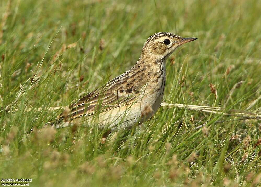 Blyth's Pipit male adult breeding, close-up portrait