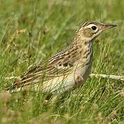 Blyth's Pipit