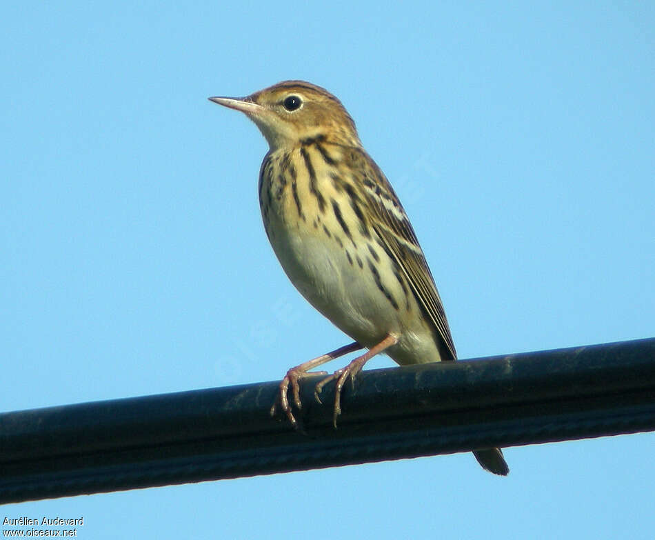 Pechora Pipitadult breeding