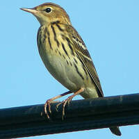 Pipit de la Petchora