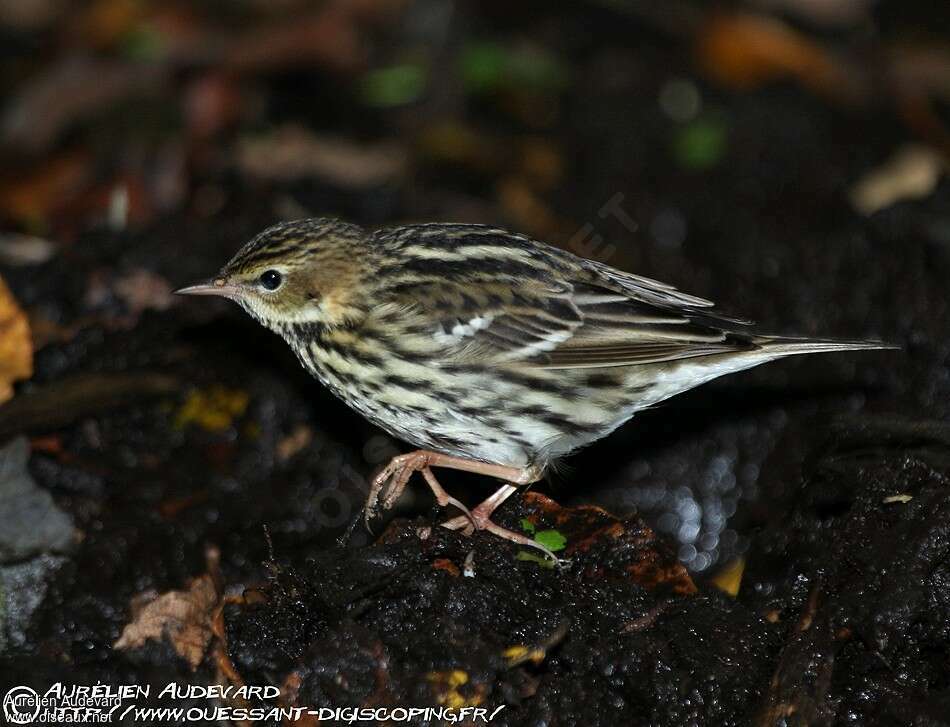 Pipit de la Petchora, pigmentation, Comportement