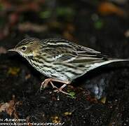 Pipit de la Petchora