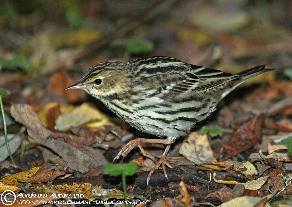 Pechora Pipit, identification, Behaviour